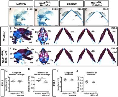 Loss of Neogenin alters branchial arch development and leads to craniofacial skeletal defects